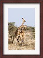 Framed Reticulated giraffes (Giraffa camelopardalis reticulata) necking in a field, Samburu National Park, Rift Valley Province, Kenya