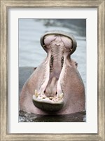 Framed Close-up of a hippopotamus (Hippopotamus amphibius) yawning in a lake, Lake Manyara, Tanzania