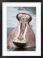 Framed Close-up of a hippopotamus (Hippopotamus amphibius) yawning in a lake, Lake Manyara, Tanzania