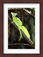 Framed Close-up of a Plumed basilisk (Basiliscus plumifrons), Costa Rica