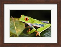 Framed Red-Eyed Tree frog (Agalychnis callidryas) on leaves