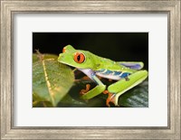 Framed Red-Eyed Tree frog (Agalychnis callidryas) on leaves