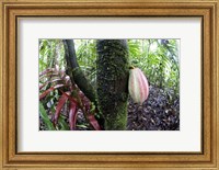 Framed Cocoa tree in a rainforest, Costa Rica