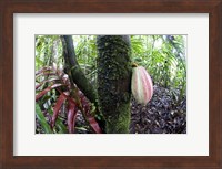 Framed Cocoa tree in a rainforest, Costa Rica