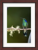 Framed Close-up of a Green Violetear hummingbird (Colibri thalassinus) perching on branch, Savegre, Costa Rica