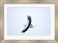 Framed Secretary bird (Sagittarius serpentarius) in flight, Samburu National Park, Rift Valley Province, Kenya