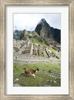 Framed High angle view of Llama (Lama glama) with Incan ruins in the background, Machu Picchu, Peru