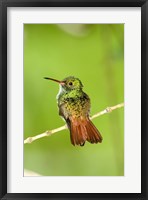 Framed Close-up of Rufous-Tailed hummingbird (Amazilia tzacatl) perching on a twig, Costa Rica