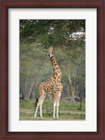 Framed Rothschild giraffe (Giraffa camelopardalis rothschildi) feeding on tree leaves, Lake Nakuru National Park, Kenya