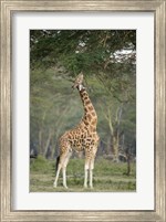 Framed Rothschild giraffe (Giraffa camelopardalis rothschildi) feeding on tree leaves, Lake Nakuru National Park, Kenya