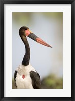 Framed Close-up of a Saddle Billed stork (Ephippiorhynchus Senegalensis) bird, Tarangire National Park, Tanzania