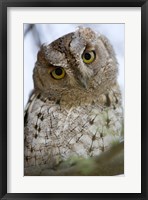 Framed Close Up of an African Scops owl (Otus senegalensis), Tarangire National Park, Tanzania