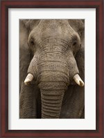 Framed Close-up of an African elephant (Loxodonta africana) trunk, Lake Manyara, Tanzania