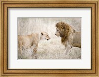 Framed Lion and a lioness (Panthera leo) standing face to face in a forest, Ngorongoro Crater, Ngorongoro, Tanzania