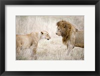 Framed Lion and a lioness (Panthera leo) standing face to face in a forest, Ngorongoro Crater, Ngorongoro, Tanzania
