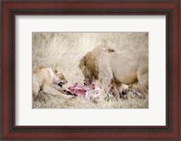 Framed Lion and a lioness (Panthera leo) eating a zebra, Ngorongoro Crater, Ngorongoro, Tanzania