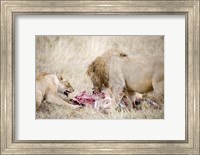Framed Lion and a lioness (Panthera leo) eating a zebra, Ngorongoro Crater, Ngorongoro, Tanzania