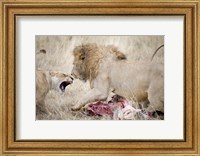 Framed Lion and a lioness (Panthera leo) fighting for a dead zebra, Ngorongoro Crater, Ngorongoro, Tanzania