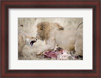 Framed Lion and a lioness (Panthera leo) fighting for a dead zebra, Ngorongoro Crater, Ngorongoro, Tanzania