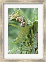Framed Close-up of a Dwarf chameleon (Brookesia minima), Ngorongoro Crater, Ngorongoro, Tanzania