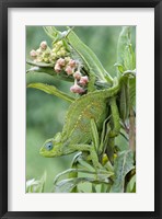 Framed Close-up of a Dwarf chameleon (Brookesia minima), Ngorongoro Crater, Ngorongoro, Tanzania