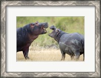 Framed Two hippopotamuses (Hippopotamus amphibius) sparring in a forest, Ngorongoro Crater, Ngorongoro, Tanzania