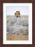 Framed Lioness on a Rock, Serengeti, Tanzania