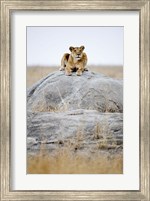 Framed Lioness on a Rock, Serengeti, Tanzania