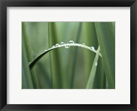 Framed Close up of Dew drops on a Blade of Grass