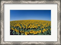 Framed Sunflowers (Helianthus annuus) in a field