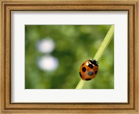 Framed Ladybug on a stem