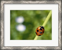 Framed Ladybug on a stem