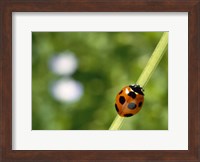 Framed Ladybug on a stem