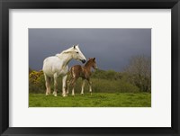 Framed Mare and Foal, Co Derry, Ireland