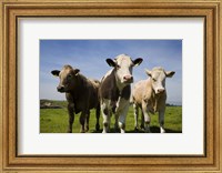 Framed Cattle, County Waterford, Ireland