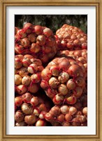 Framed Close-up of sack of onions, Seclantas, Calchaqui Valleys, Salta Province, Argentina