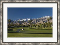 Framed Palm trees in a golf course, Desert Princess Country Club, Palm Springs, Riverside County, California, USA