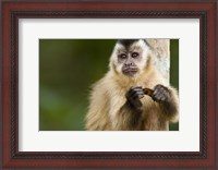 Framed Close-up of a Brown capuchin (Cebus apella), Three Brothers River, Meeting of the Waters State Park, Pantanal Wetlands, Brazil