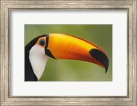 Framed Close-up of a Toco toucan (Ramphastos toco), Three Brothers River, Meeting of the Waters State Park, Pantanal Wetlands, Brazil