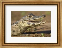 Framed Yacare caiman (Caiman crocodilus yacare), Three Brothers River, Meeting of the Waters State Park, Pantanal Wetlands, Brazil