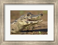 Framed Yacare caiman (Caiman crocodilus yacare), Three Brothers River, Meeting of the Waters State Park, Pantanal Wetlands, Brazil