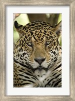 Framed Close-up of a Jaguar (Panthera onca), Three Brothers River, Meeting of the Waters State Park, Pantanal Wetlands, Brazil