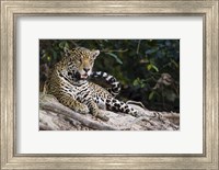 Framed Jaguar (Panthera onca) snarling, Three Brothers River, Meeting of the Waters State Park, Pantanal Wetlands, Brazil