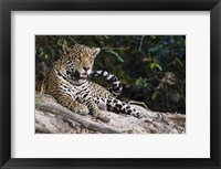 Framed Jaguar (Panthera onca) snarling, Three Brothers River, Meeting of the Waters State Park, Pantanal Wetlands, Brazil