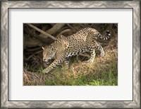 Framed Jaguar (Panthera onca) foraging in a forest, Three Brothers River, Meeting of the Waters State Park, Pantanal Wetlands, Brazil