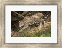Framed Jaguar (Panthera onca) foraging in a forest, Three Brothers River, Meeting of the Waters State Park, Pantanal Wetlands, Brazil