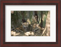 Framed Jaguars (Panthera onca) resting in a forest, Three Brothers River, Meeting of the Waters State Park, Pantanal Wetlands, Brazil