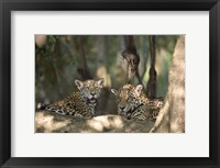 Framed Jaguars (Panthera onca) resting in a forest, Three Brothers River, Meeting of the Waters State Park, Pantanal Wetlands, Brazil