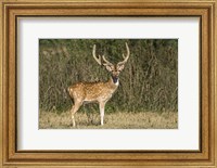 Framed Spotted deer (Axis axis) in a forest, Keoladeo National Park, Rajasthan, India