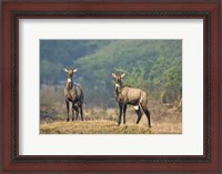 Framed Two Nilgai (Boselaphus tragocamelus) standing in a forest, Keoladeo National Park, Rajasthan, India